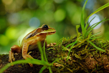 Frog in the gren nature. Masked Smilisca, Smilisca phaeota, exotic tropical green frog from Costa Rica, close-up portrait. Wildlife scene from nature.