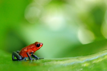 Red Strawberry poison dart frog, Dendrobates pumilio, in the nature habitat, Costa Rica. Close-up portrait of poison red frog. Rare amphibian in the tropic. Wildlife jungle. Frog in the forest.
