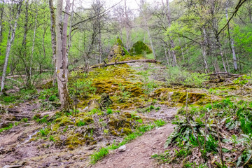 Großer toter Baum im Wald mit Wasserfall im Hintergrund