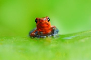Red Strawberry poison dart frog, Dendrobates pumilio, in the nature habitat, Costa Rica. Close-up portrait of poison red frog. Rare amphibian in the tropic. Wildlife jungle. Frog in the forest.