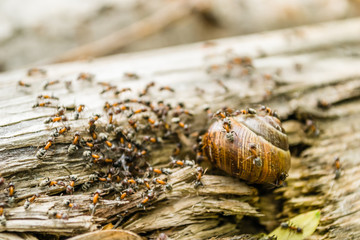 Vineyard snail in its natural environment attacked ants