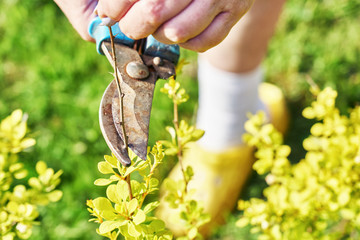 Female hands pruning branches of a berberis shrub with garden clippers