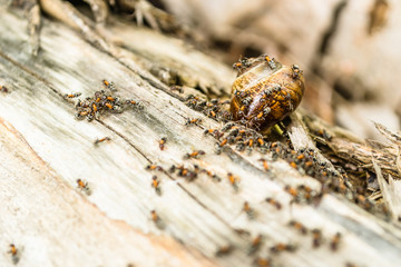 Vineyard snail in its natural environment attacked ants