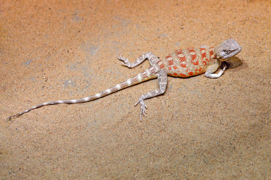 Steppe Agama, Trapelus sanguinolentus from Russa and Kazakhstan. Reptile from the nature desert habitat. Hot sunny day in Asia. Wildlife nature with lizard in sand.