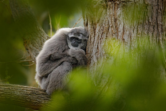 Javan Silvery Gibbon, Hylobates moloch, monkey in the nature forest habitat. Grey gibbon on the tree, Java, Indonesia in Asia.  Wildlife scene from wild nature. Face portrait of monkey.