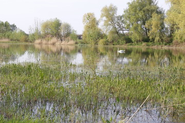 Lake overgrown with reeds. Swan is visible in the distance.