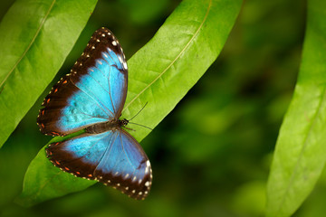 Tropic nature forest. Blue Morpho, Morpho peleides, big butterfly sitting on green leaves, insect in the nature habitat, Mexico. Butterfly in the green habitat.