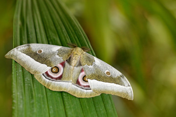 Gonimbrasia zambesina, from Kenya in Africa. Beautiful butterfly in the nature forest habitat.,...