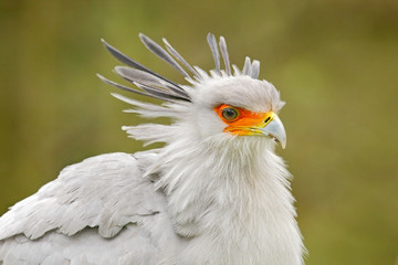 Secretary Bird, Sagittarius serpentarius, Portrait of nice grey bird of prey with orange face, Kenya, Africa. Wildlife scene from nature. Beautiful animal with grey crest on the head.