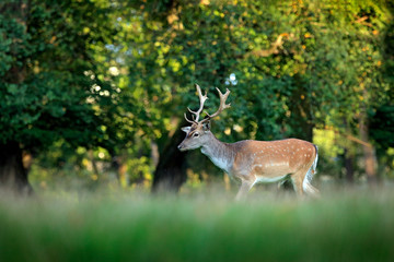 Majestic powerful adult Fallow Deer, Dama dama, on the gree grassy meadow with forest, Czech Republic, Europe. Wildlife scene from nature, Europe. tseason in the habitat, animal behaviour.