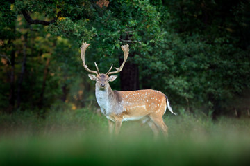 Majestic powerful adult Fallow Deer, Dama dama, on the gree grassy meadow with forest, Czech Republic, Europe. Wildlife scene from nature, Europe. tseason in the habitat, animal behaviour.