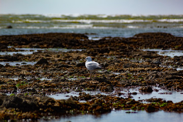 seagull on rock