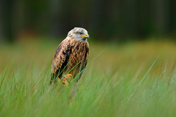 Bird of prey Red kite, Milvus milvus, landing in the green marsh grass, with open wings, forest in the background.