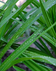 long green leaves with water drops