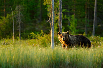 Morgenlicht mit großem Braunbär, der im Morgenlicht um den See läuft. Gefährliches Tier im Naturwald und Wiesenlebensraum. Wildlife-Szene aus Finnland nahe der russischen Grenze.