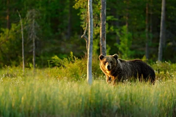 Fotobehang Olijfgroen Ochtendlicht met grote bruine beer die rond het meer loopt in het ochtendlicht. Gevaarlijk dier in natuurbos en weidehabitat. Wildlife scene uit Finland in de buurt van de Russische grens.