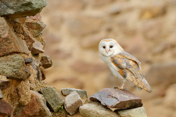 Barn owl, Tyto alba, with nice wings, landing on stone wall, light bird flying in the old castle, animal in the urban habitat. Wildlife scene from nature.