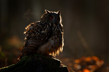 Egle owl in sunset, orange backlight in the forest. Eurasian Eagle Owl sitting on the tree stump in habitat, photo with backlight, bird action scene in the forest, Germany, Europe