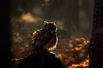 Egle owl in sunset, orange backlight in the forest. Eurasian Eagle Owl sitting on the tree stump in...