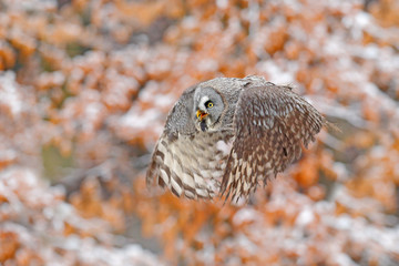 Bird in flight. Great Grey Owl, Strix nebulosa, flying in the forest, blurred autumn trees with first snow in background. Wildlife animal scene from nature. Owl from Sweden autumn forest.