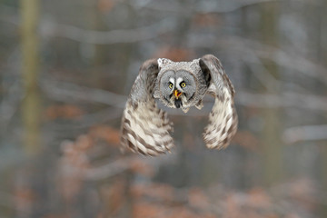 Bird in flight. Great Grey Owl, Strix nebulosa, flying in the forest, blurred autumn trees with first snow in background. Wildlife animal scene from nature. Owl from Sweden autumn forest.