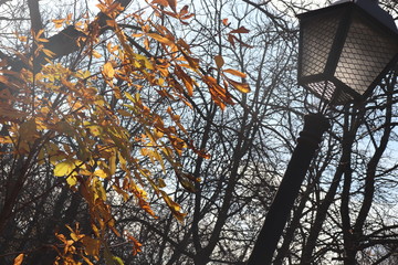 Autumn