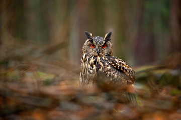 Bird in the wood. Owl in forest habitat, green moss stone. Eurasian Eagle Owl witb big orange eyes, Poland. Bird in autumn wood among the stones.