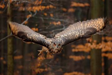 Eurasian Eagle Owl, Bubo bubo, with open wings in flight, forest habitat in background, orange autumn trees. Wildlife scene from nature forest, Russia. Bird in fly, owl behaviour.