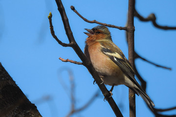fringuello (Fringilla coelebs),maschio in canto su ramo