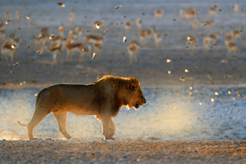 Lion walk. Portrait of African lion, Panthera leo, detail of big animals, Etocha NP, Namibia, Africa. Cats in dry nature habitat, hot sunny day in desert. Wildlife scene from nature. African blue sky.