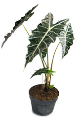 Green and beautiful potted Philodendron Stenolobum plants with white background