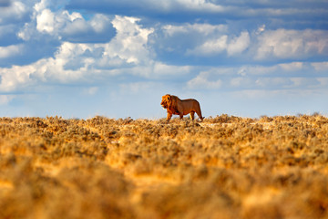 Lion walk. Portrait of African lion, Panthera leo, detail of big animals, Etocha NP, Namibia,...