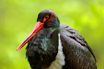 Detail of black stork. Wildlife scene from nature. Bird Black Stork with red bill, Ciconia nigra, sitting on the nest in the forest. Black and white bird with red bill.