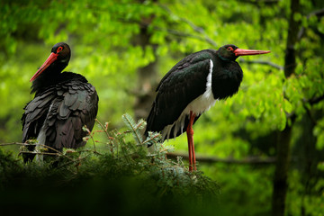 Detail of black stork. Wildlife scene from nature. Bird Black Stork with red bill, Ciconia nigra, sitting on the nest in the forest. Black and white bird with red bill.