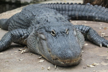 alligator