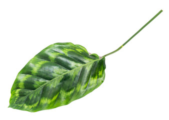 Green leaves of Calathea plants with white background