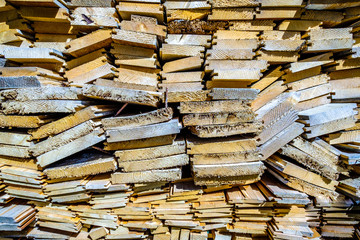 Fototapeta premium tree trunk