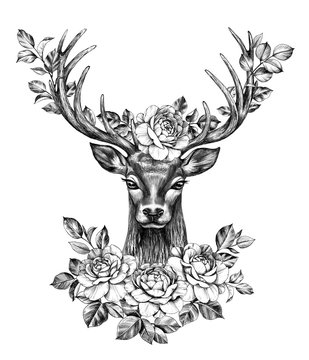 Deer with Rose Flowers Pencil Drawing