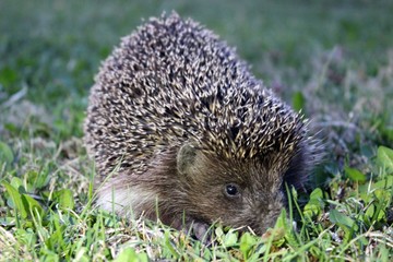 hedgehog in the grass