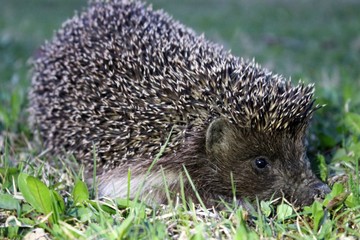 hedgehog in the grass