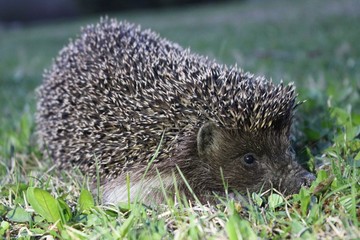 hedgehog in the grass