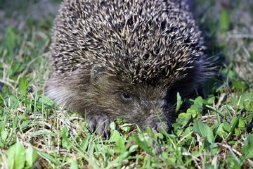 hedgehog in the grass