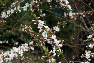 blooming felt cherry