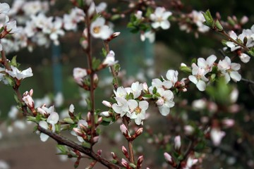 blooming felt cherry