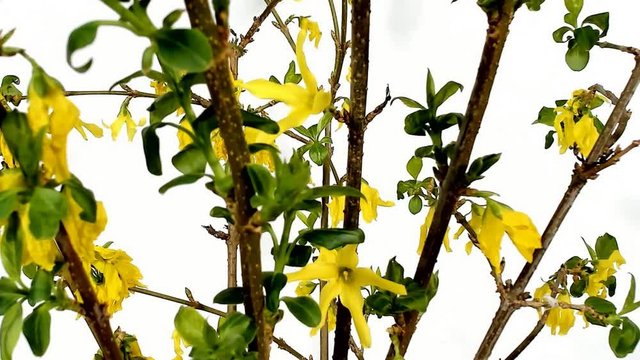 Unblooming colored flower buds, timelapse footage. Close up, macro. Forstizia