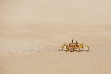 Crab on the sand beach