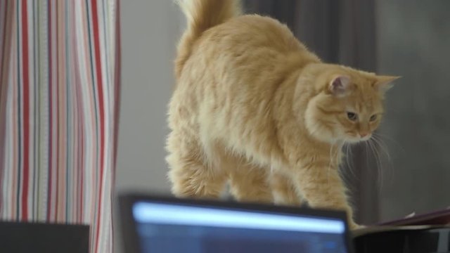 Cute ginger cat sitting on computer system unit. Fluffy pet at home.