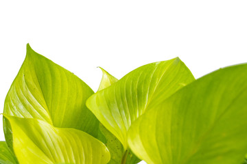 Close up of Philodendron Golden Heart leaves on isolated background