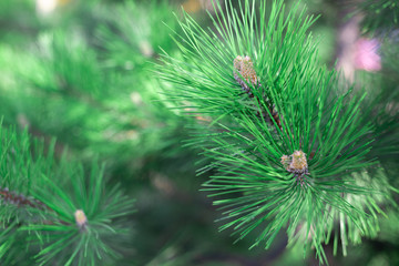 Fototapeta premium Pine cones and long needles of the Ponderosa pine tree.