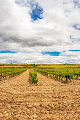 Fototapeta na wymiar Scenic overcast agricultural landscape with vineyards in Navarre, Spain near Viana